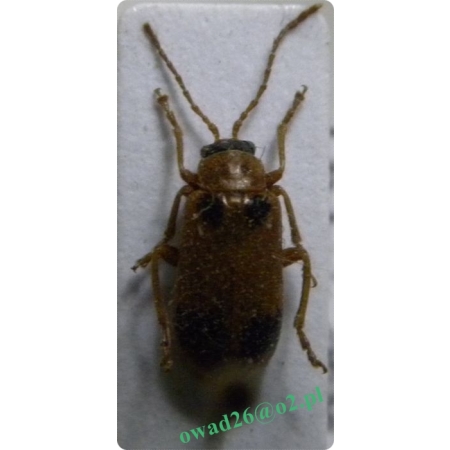 Phyllobrotica quadrimaculata (Linnaeus, 1758) Liściowiertka czwórplamka